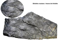 Bilobites crusiana